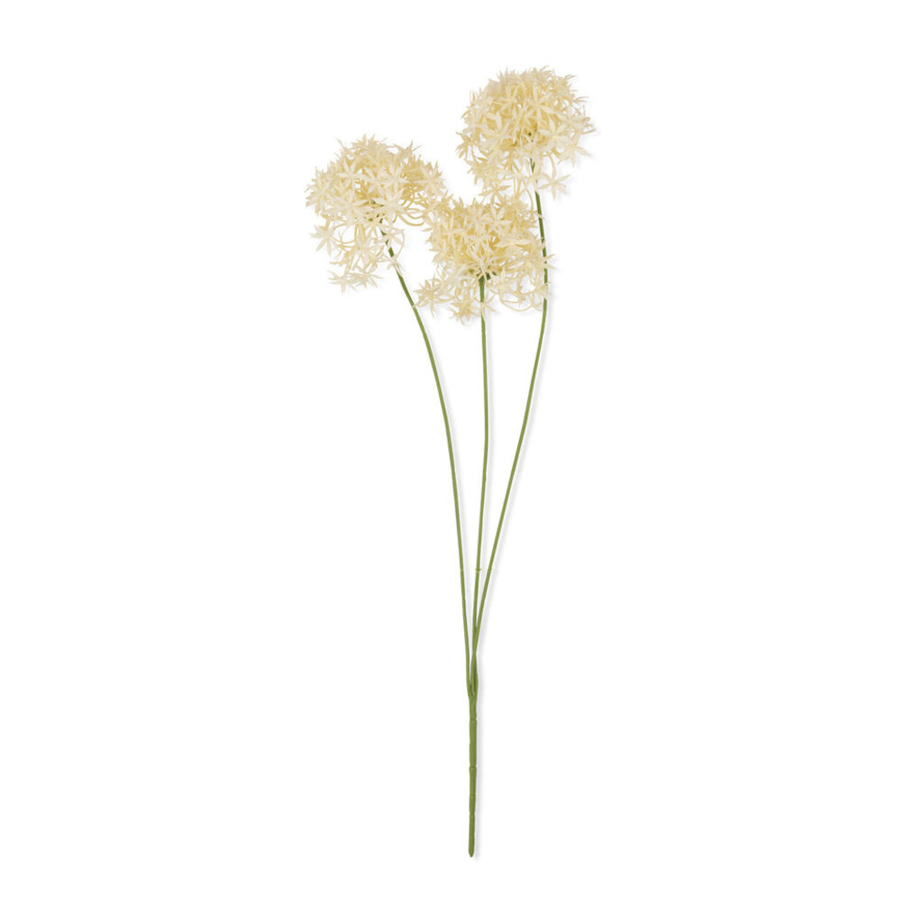 Allium Cream Bunch