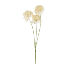 Allium Cream Bunch