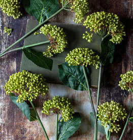 Viburnum Olive