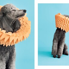 Union Square & Co. Cone of Shame