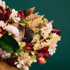 Union Square & Co. Cone of Shame