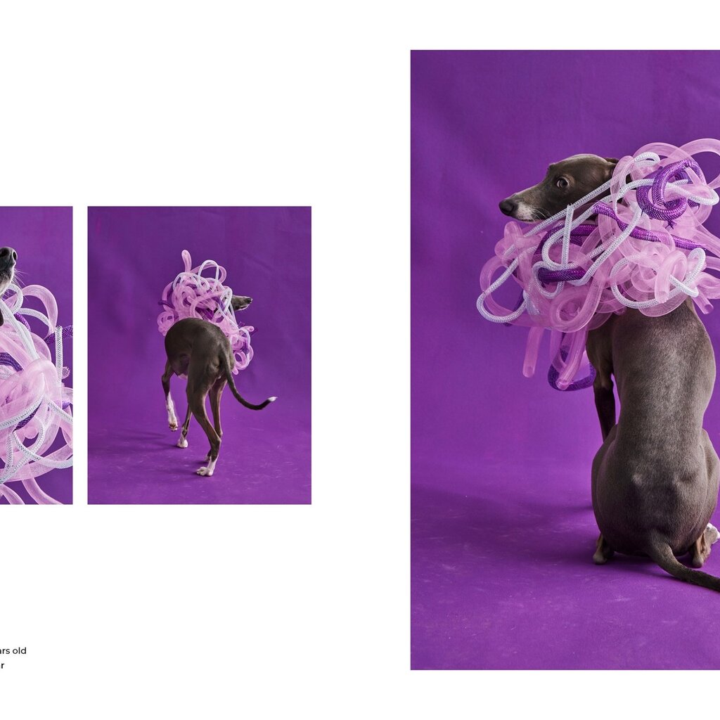 Union Square & Co. Cone of Shame