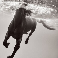 Untamed Spirits: Horses From Around the World