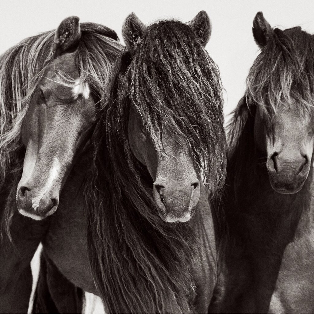Untamed Spirits: Horses From Around the World