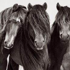 Untamed Spirits: Horses From Around the World