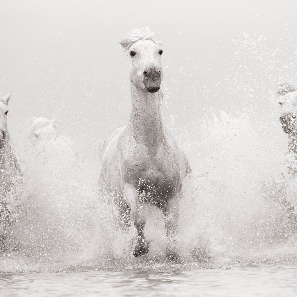 Untamed Spirits: Horses From Around the World