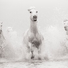 Untamed Spirits: Horses From Around the World