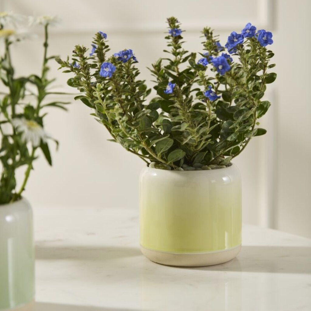 Horizon Ceramic Pot