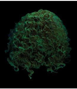 California Costumes Glow In The Dark Curly Clown Wig