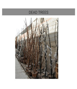 Dead Tree-Rental