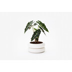 STACKING PLANTER WHITE SMALL