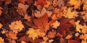 5 Conseils pour l'Automne