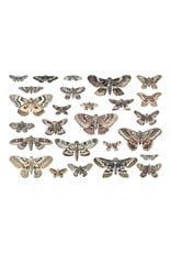 ADVANTUS ADVANTUS TIM HOLTZ IDEA-OLOGY HALLOWEEN TRANSPARENCIES MOTHS DIE-CUTS 26PC