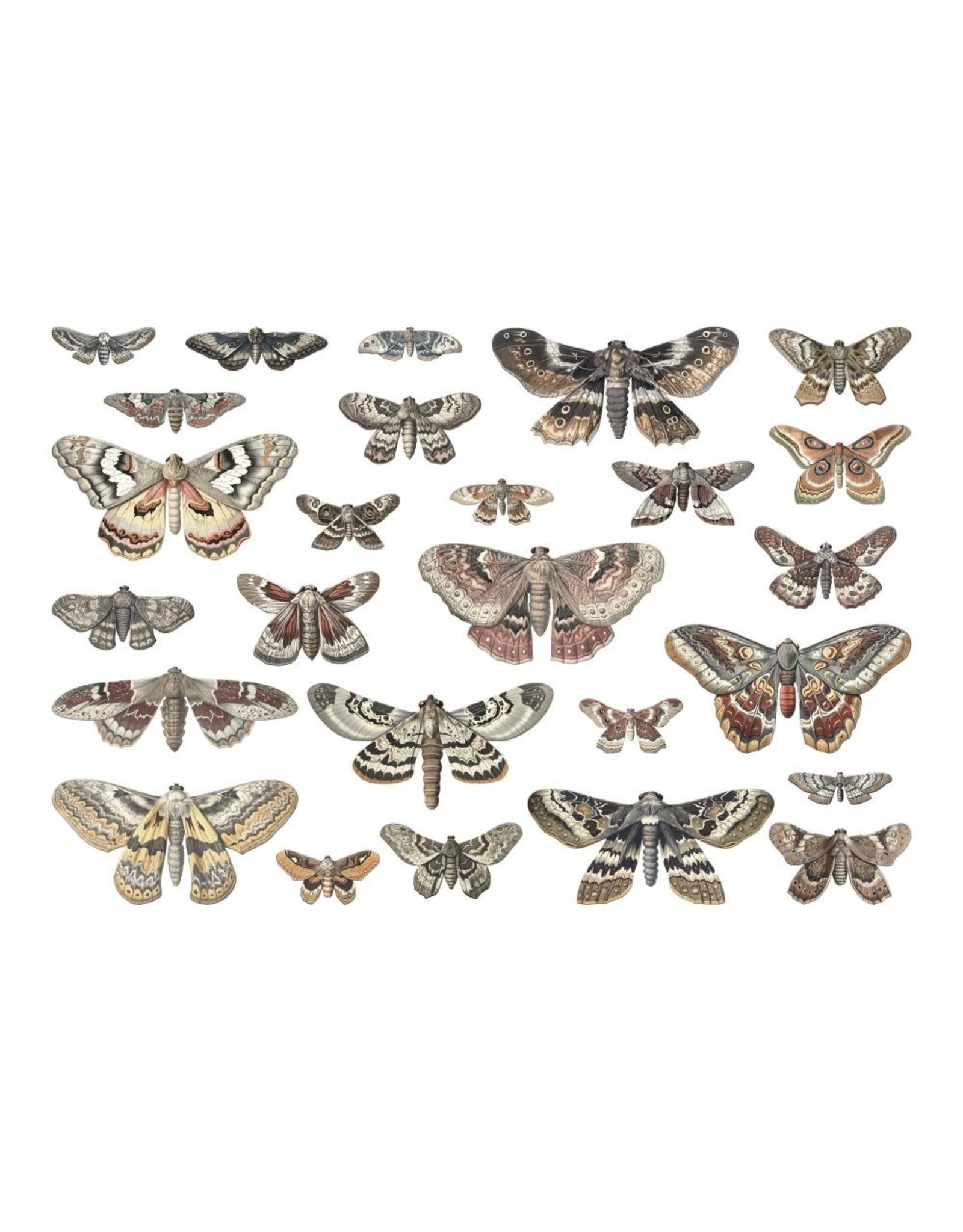 ADVANTUS ADVANTUS TIM HOLTZ IDEA-OLOGY HALLOWEEN TRANSPARENCIES MOTHS DIE-CUTS 26PC