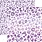 PAPER HOUSE PRODUCTIONS PAPER HOUSE PURPLE WATERCOLOR LEOPARD PRINT 12X12 CARDSTOCK