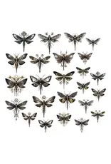 SIMPLY STATED SIMPLY STATED SWEET UNLIKELY OF FRIENDS DRAGONFLIES EPHEMERA
