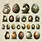 SIMPLY STATED SIMPLY STATED POWER IN CHAOS DRAGON EGGS EPHEMERA
