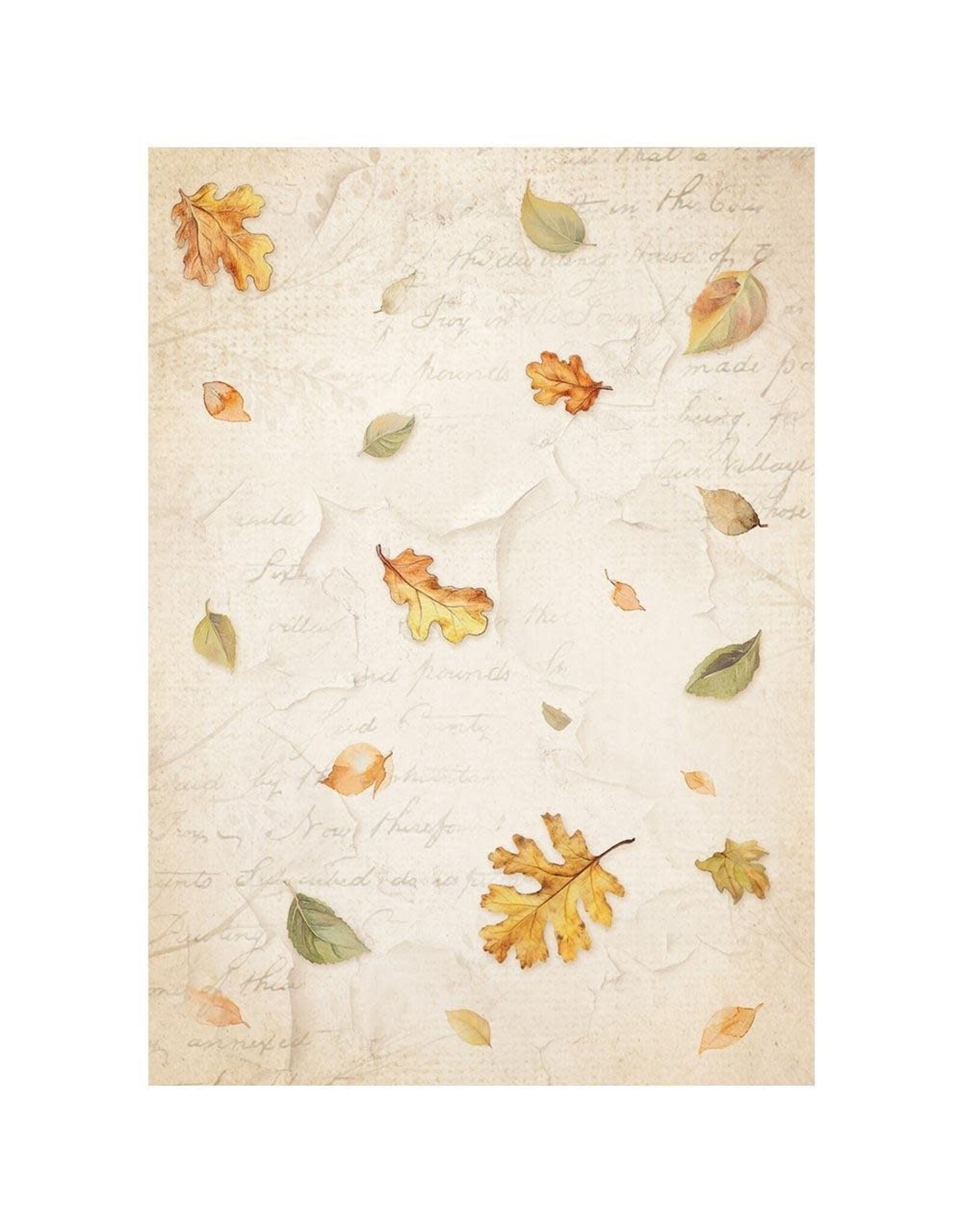 STAMPERIA STAMPERIA WHISPERING WOODS ASSORTED A6 RICE PAPER DECOUPAGE BACKGROUNDS 10.5X14.8CM 8/PK