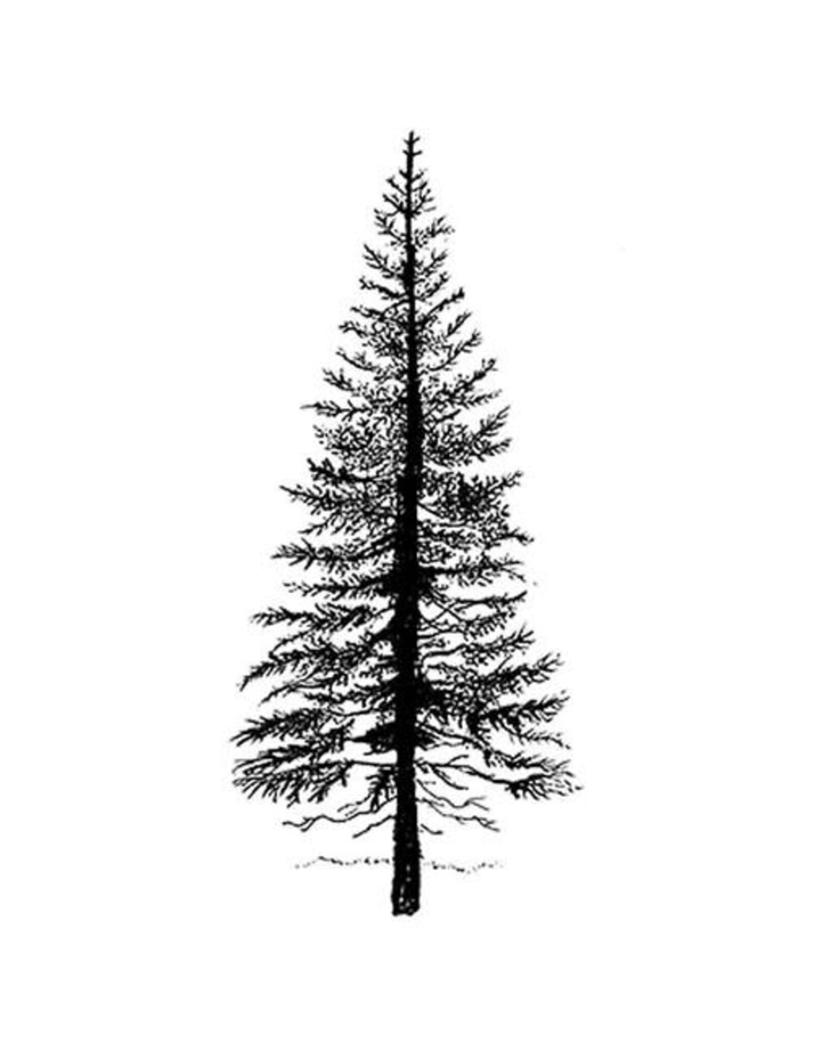 LAVINIA STAMPS LAVINIA STAMPS FAIRY FIR TREE 1 CLEAR STAMP