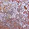 TRINITY STAMPS TRINITY STAMPS PAPAYA SPARKLE SPOTS CONFETTI EMBELLISHMENTS