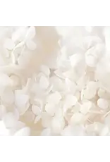 PAPER HOUSE PRODUCTIONS PAPER HOUSE IVORY WATERCOLOR FLORAL 12X12 CARDSTOCK