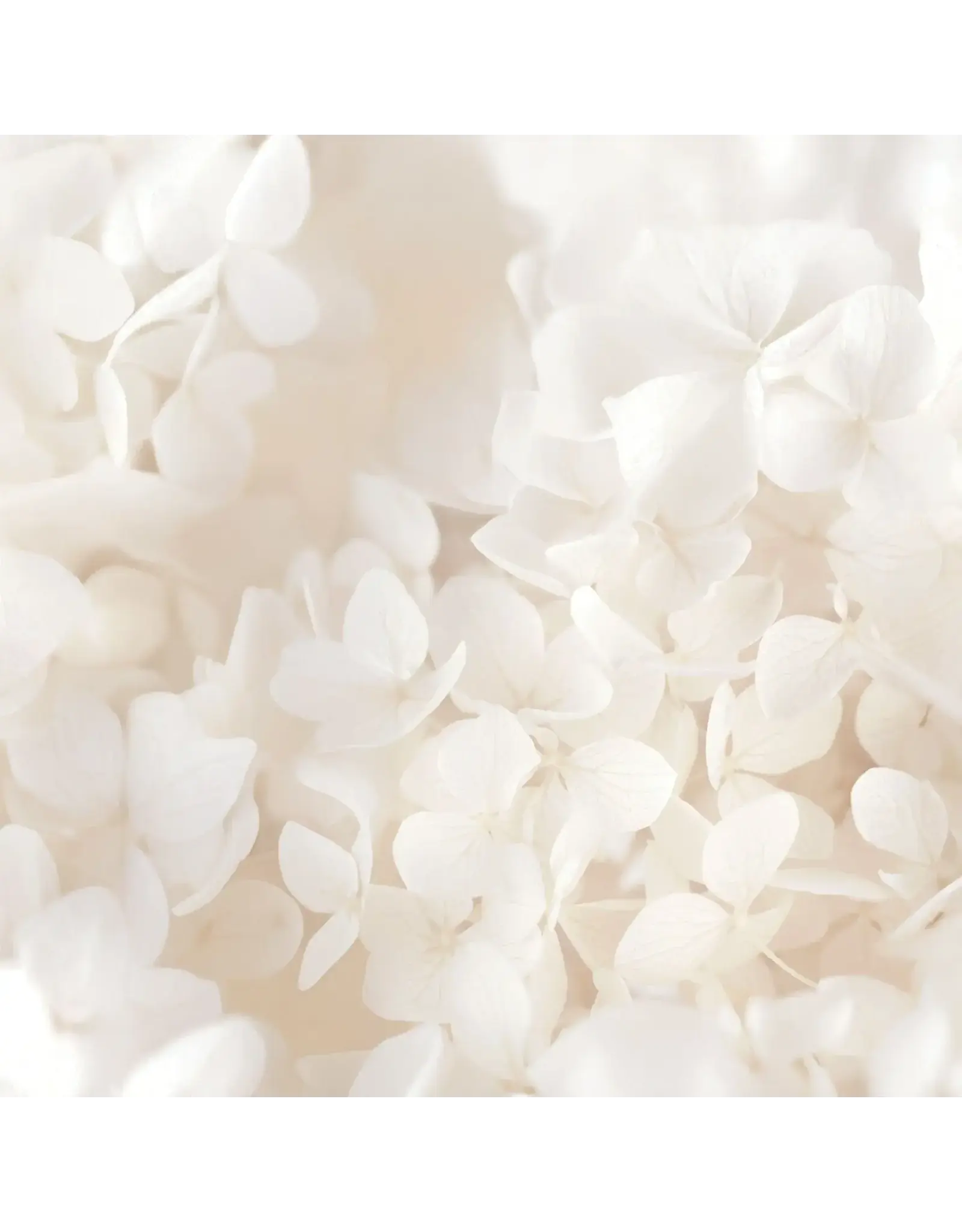 PAPER HOUSE PRODUCTIONS PAPER HOUSE IVORY WATERCOLOR FLORAL 12X12 CARDSTOCK