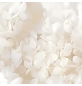 PAPER HOUSE PRODUCTIONS PAPER HOUSE IVORY WATERCOLOR FLORAL 12X12 CARDSTOCK