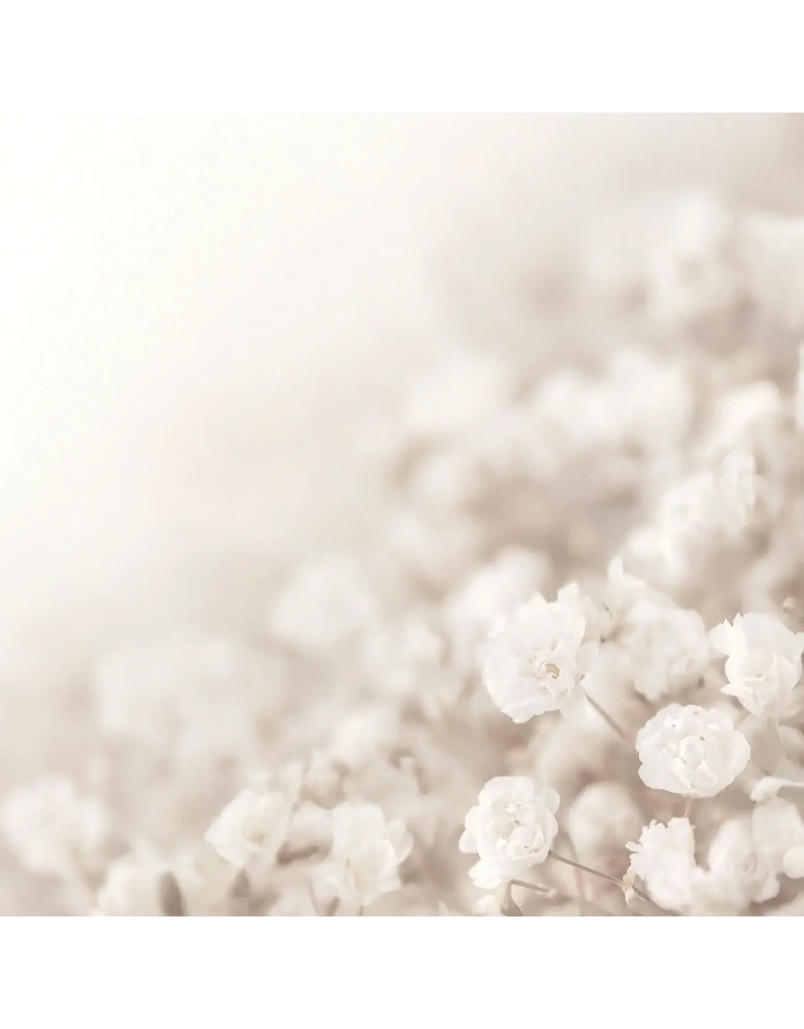 PAPER HOUSE PRODUCTIONS PAPER HOUSE IVORY WATERCOLOR FLORAL 12X12 CARDSTOCK