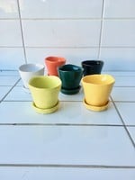 Chive "Tika" petit pots pour plantes