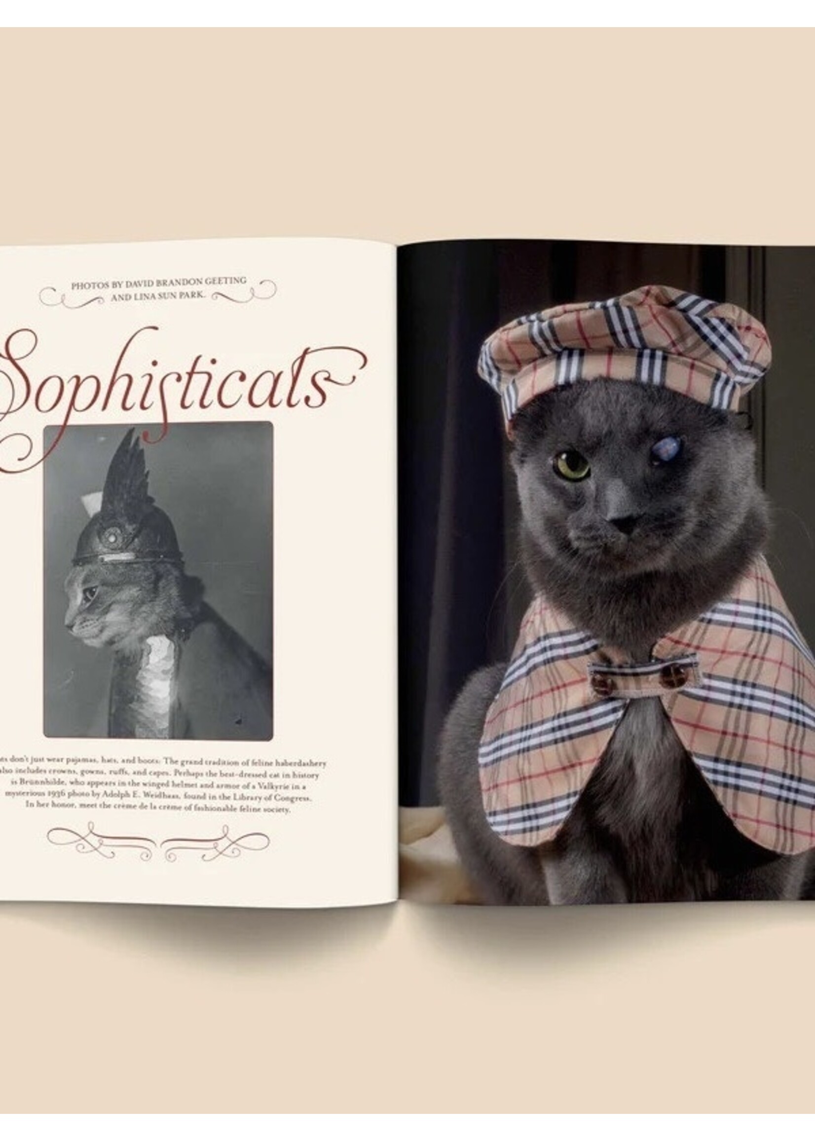 Broccoli "Catnip Magazine" par Broccoli