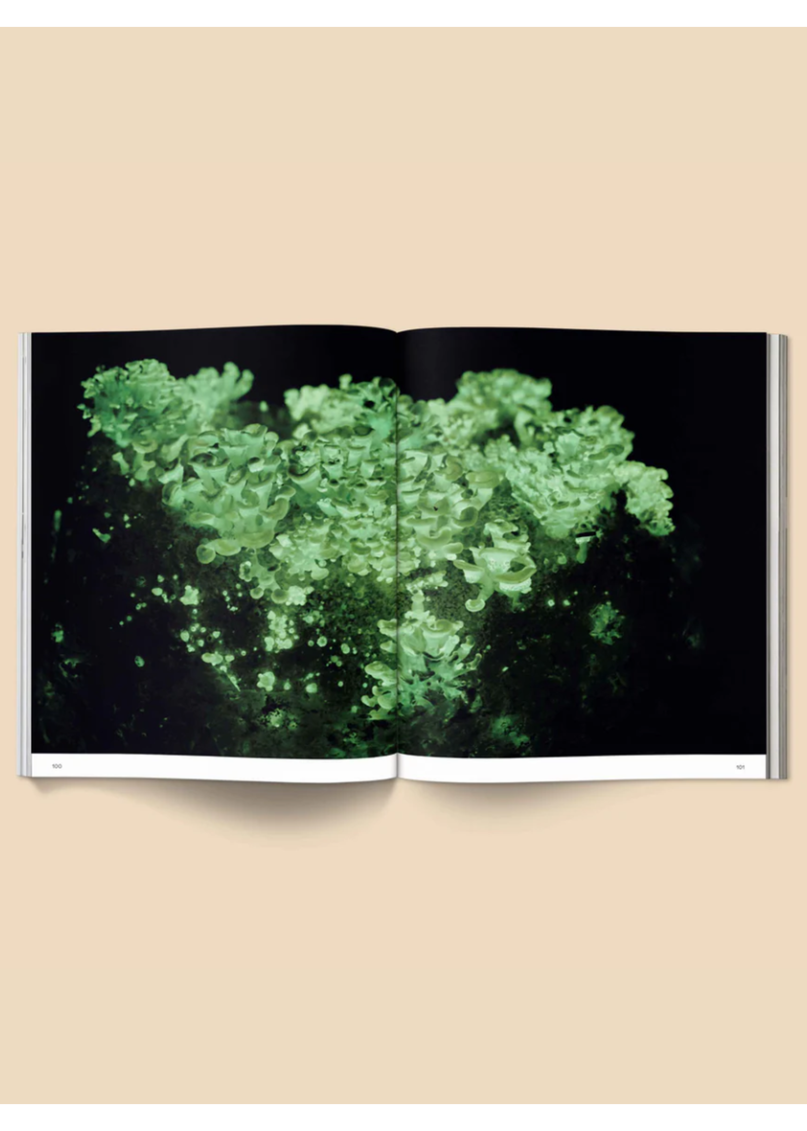 Broccoli Livre "Spores: Magical Mushroom Photography" par Broccoli