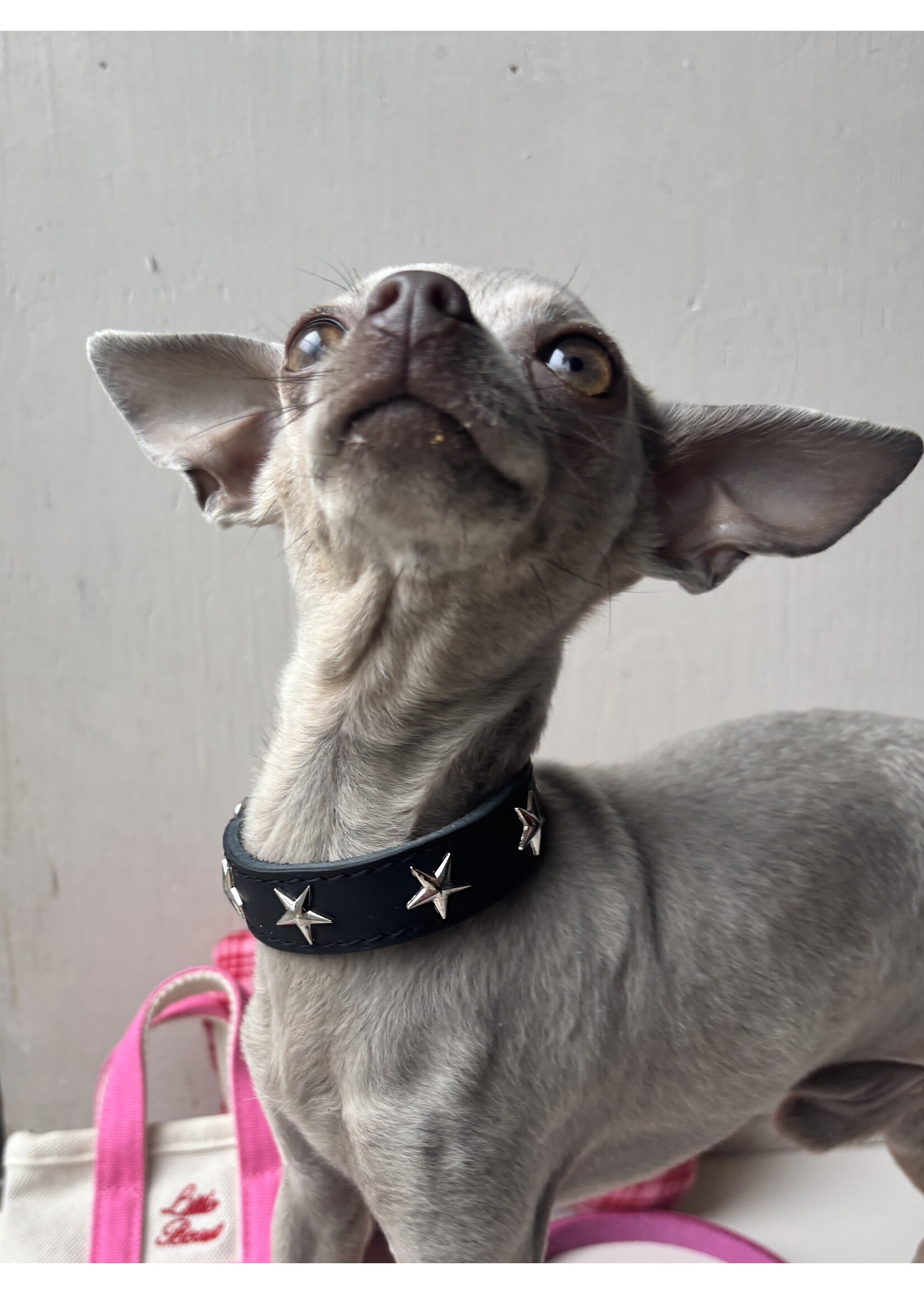 Ballatore Roma Colliers pour chien en cuir avec étoiles par Ballatore