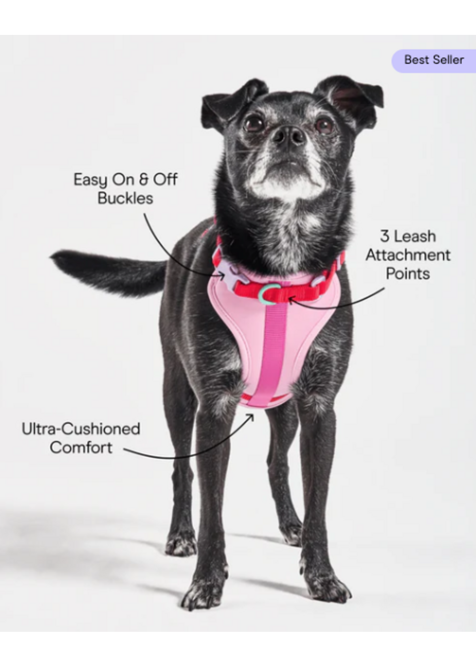 Wild One Harness by Wild One