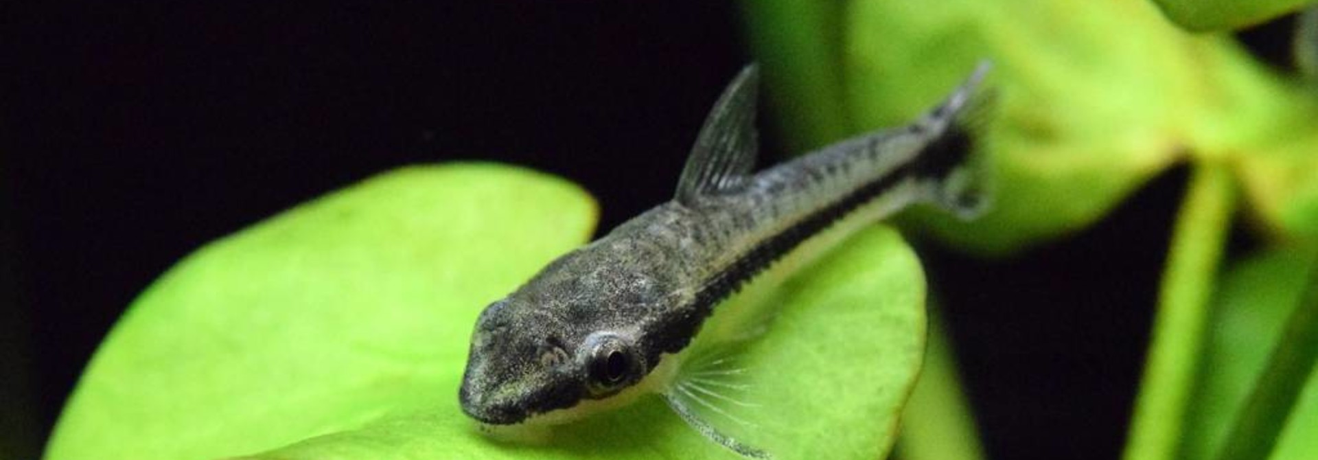 Catfish - Otocinlus Peru