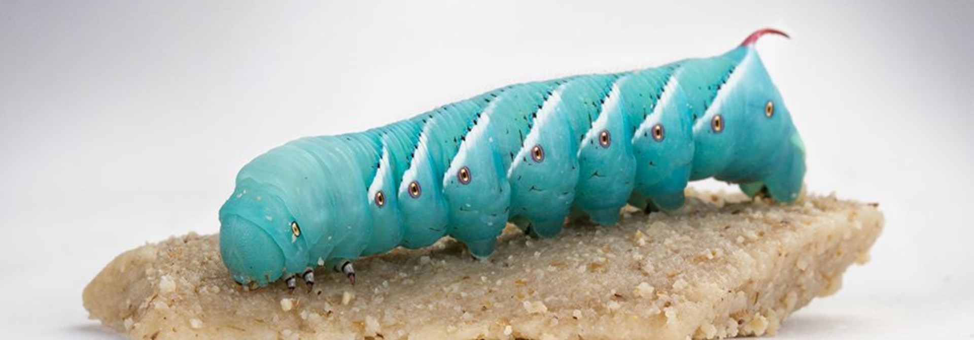Hornworms
