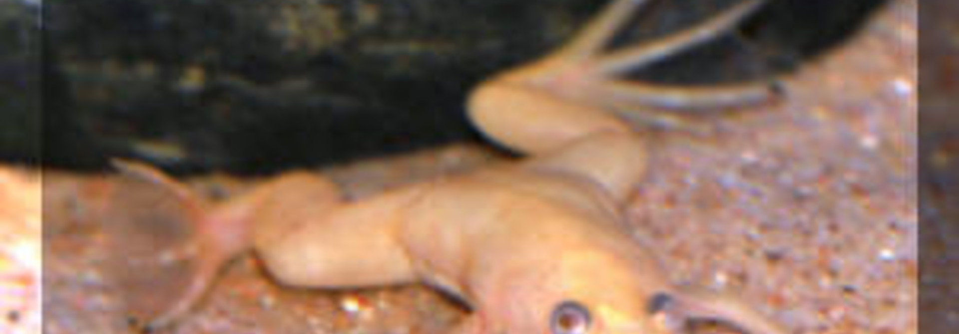 Albino Fruit Frog