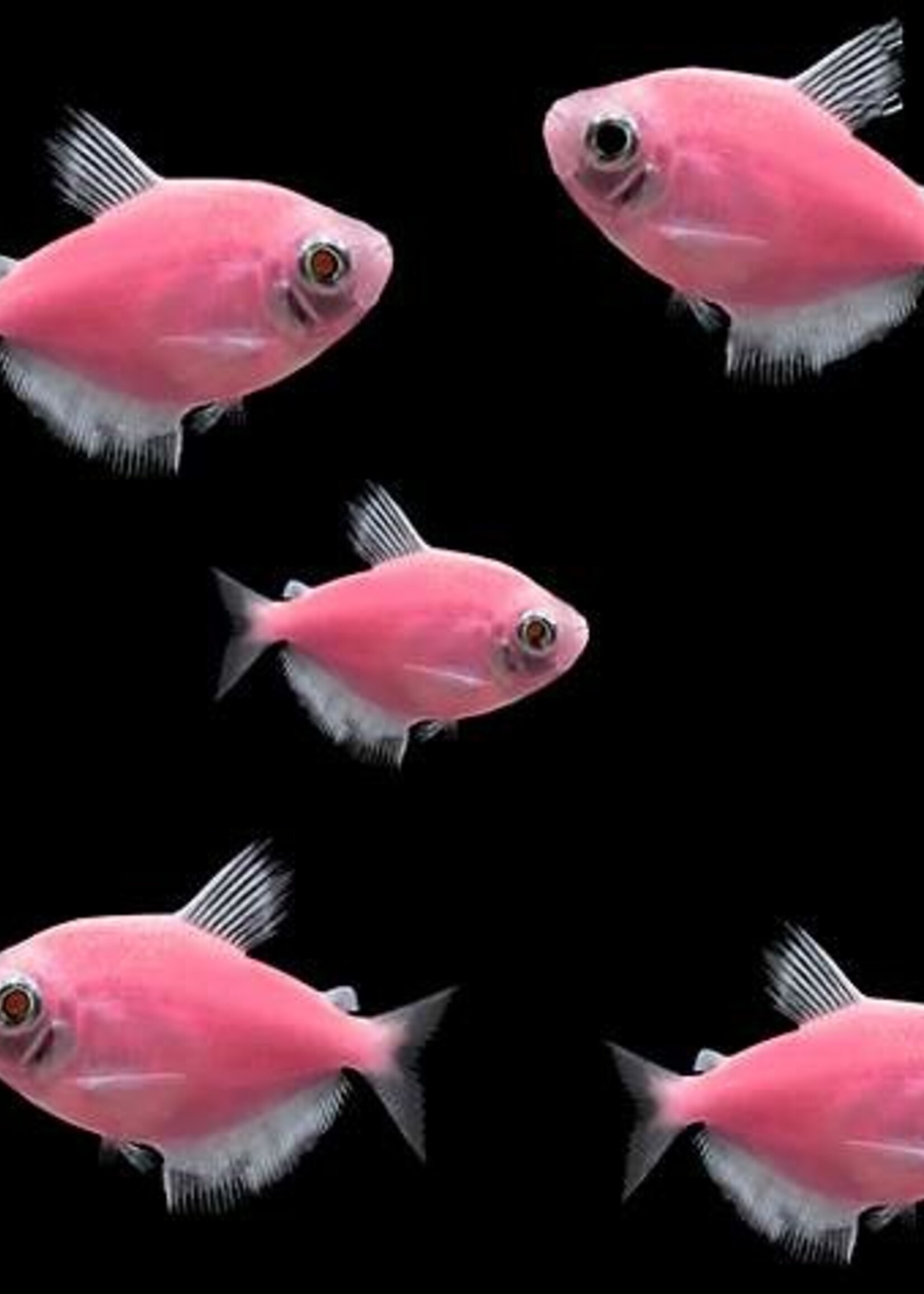 Glofish Moonrise Pink Tetra