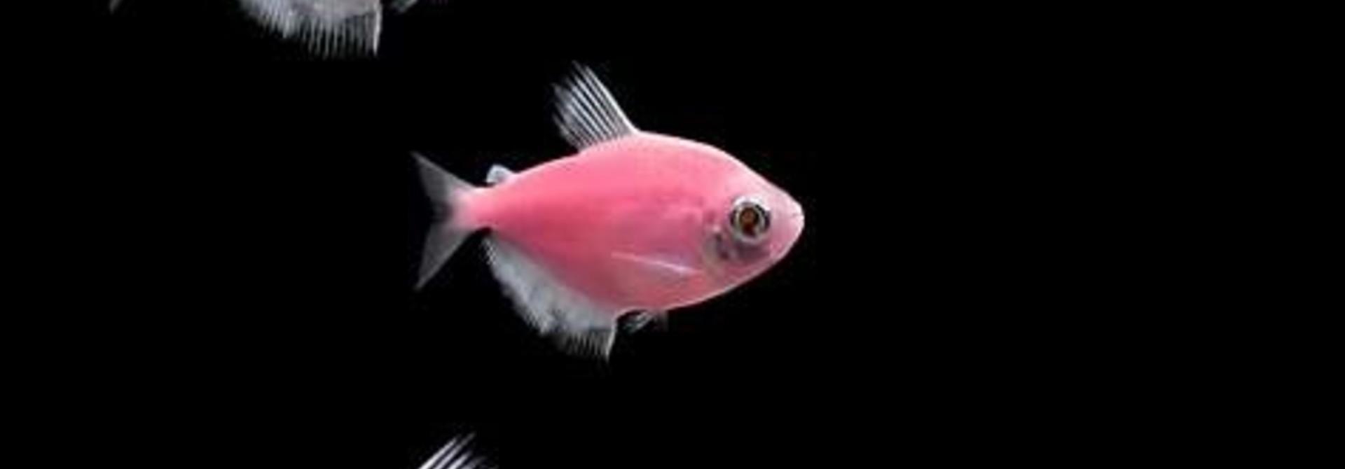 Glofish Moonrise Pink Tetra