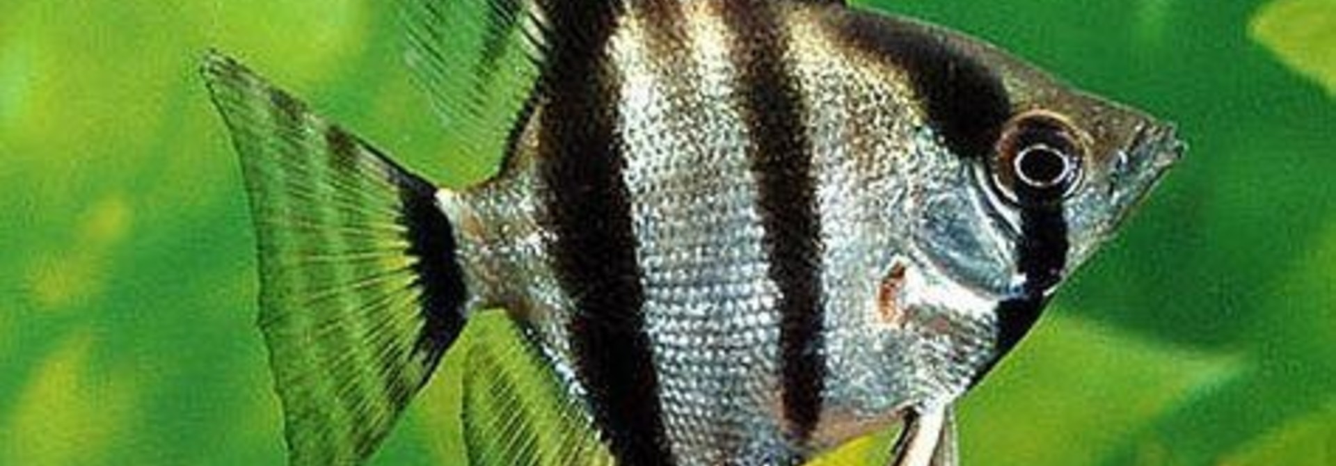 AngelFish Fancy