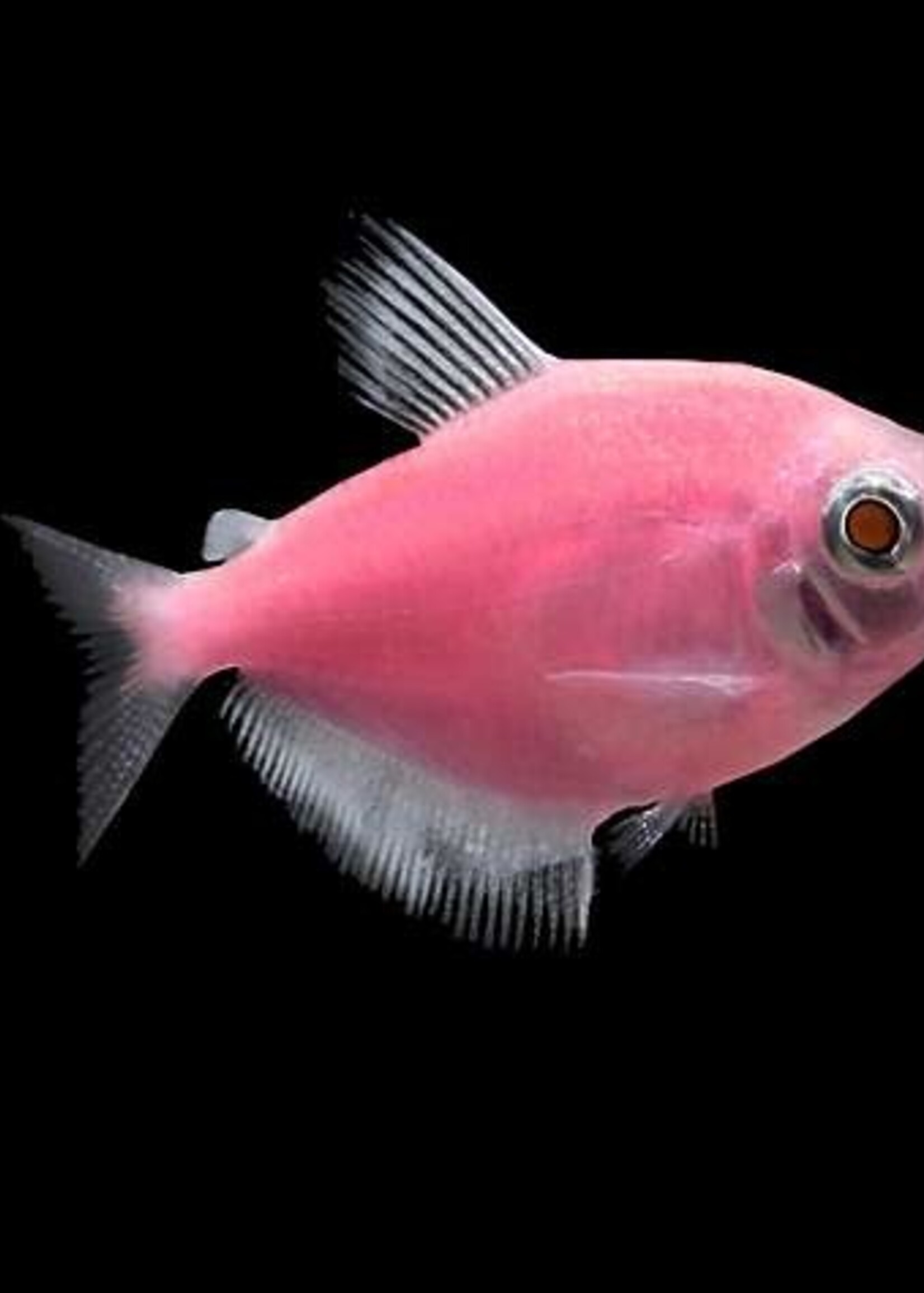 Glofish Moonrise Pink Tetra