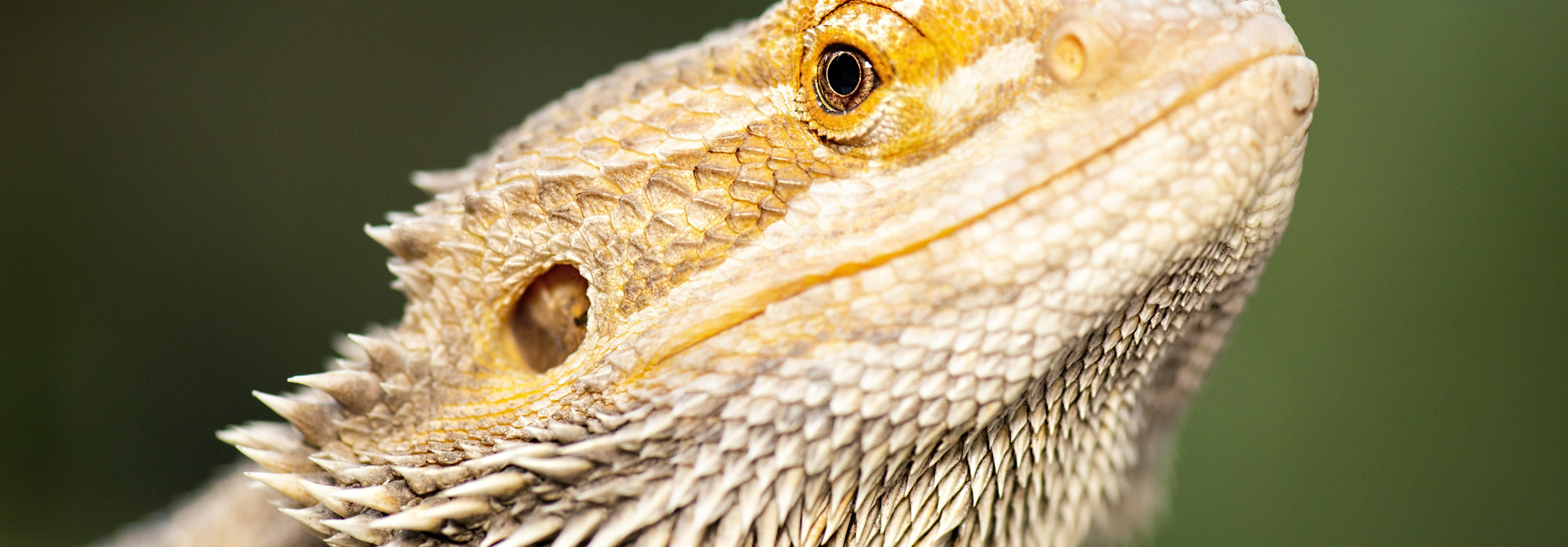 Reptile