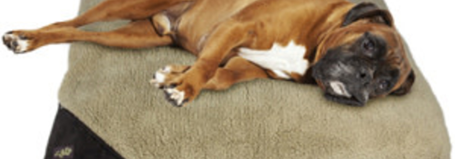 AFP Lambswool Pillow Bed, Brown, 27x36, Medium