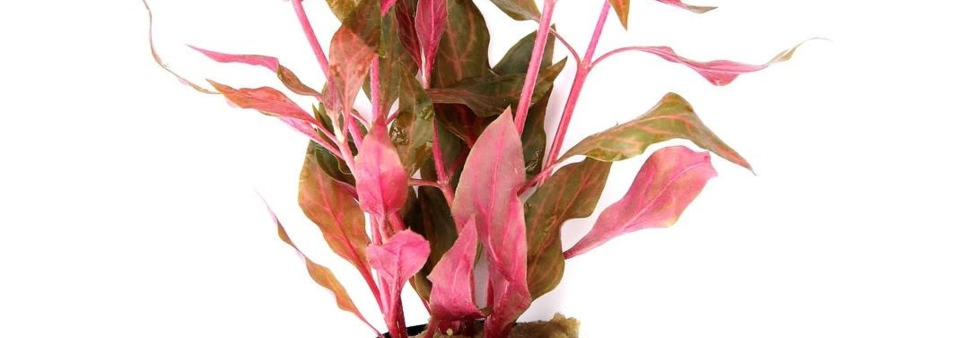 Alternanthera reineckii 'Pink' potted
