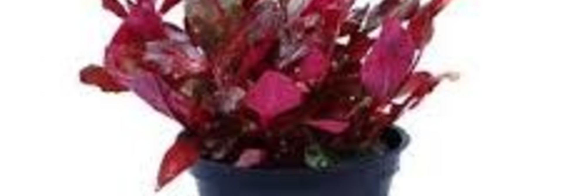 Alternanthera reineckii 'Rosanervig' potted