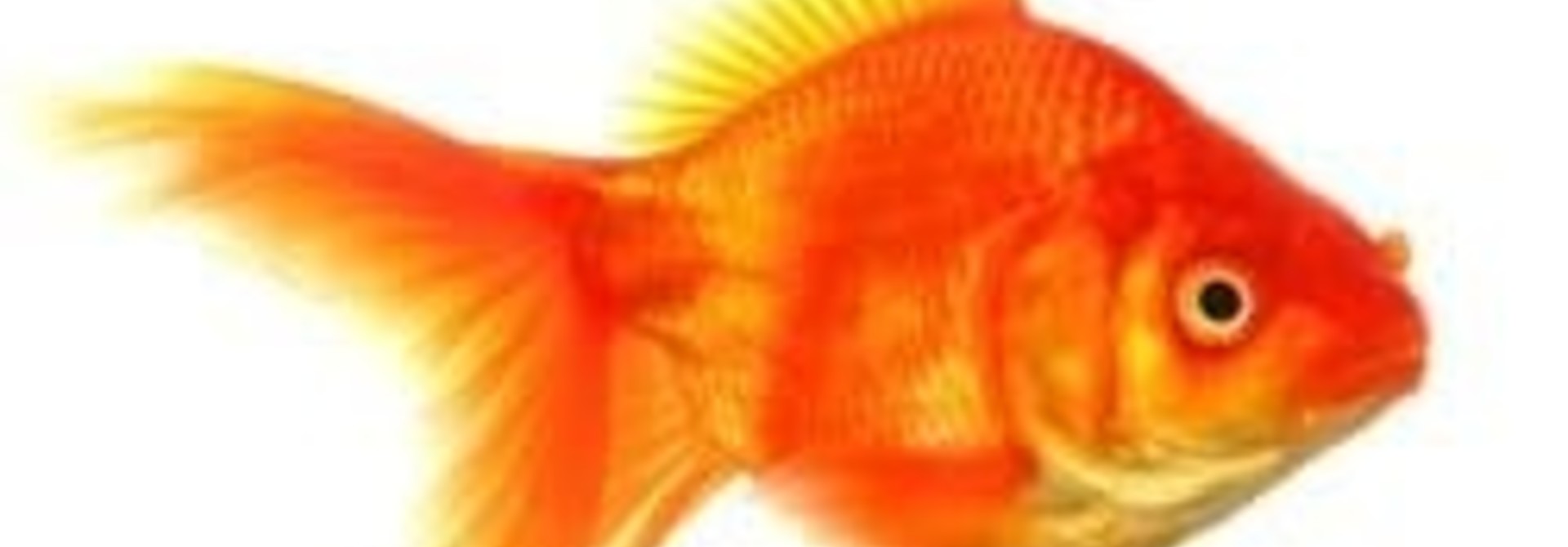 American Fans Bright Orange 2.5-3 inches