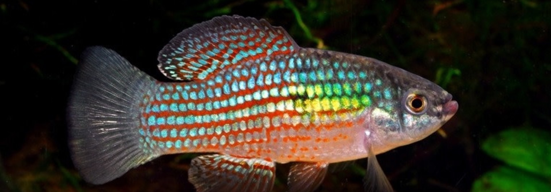 American Flagfish M/L