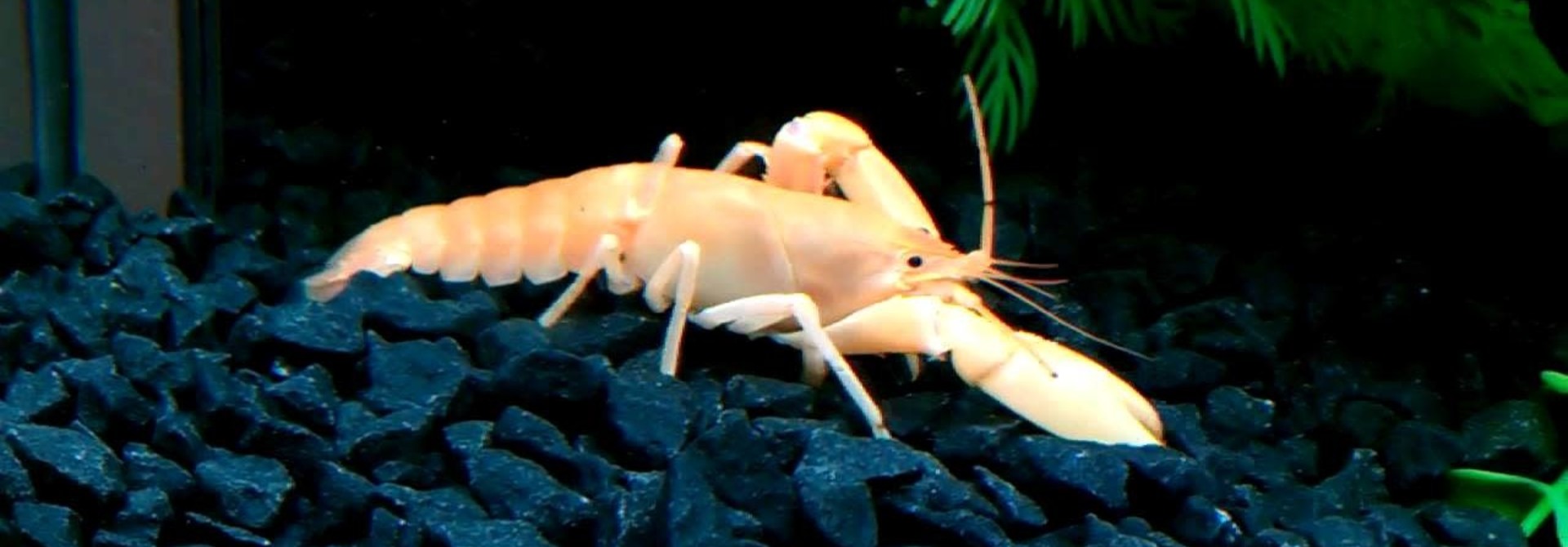 Apricot Orange Lobster