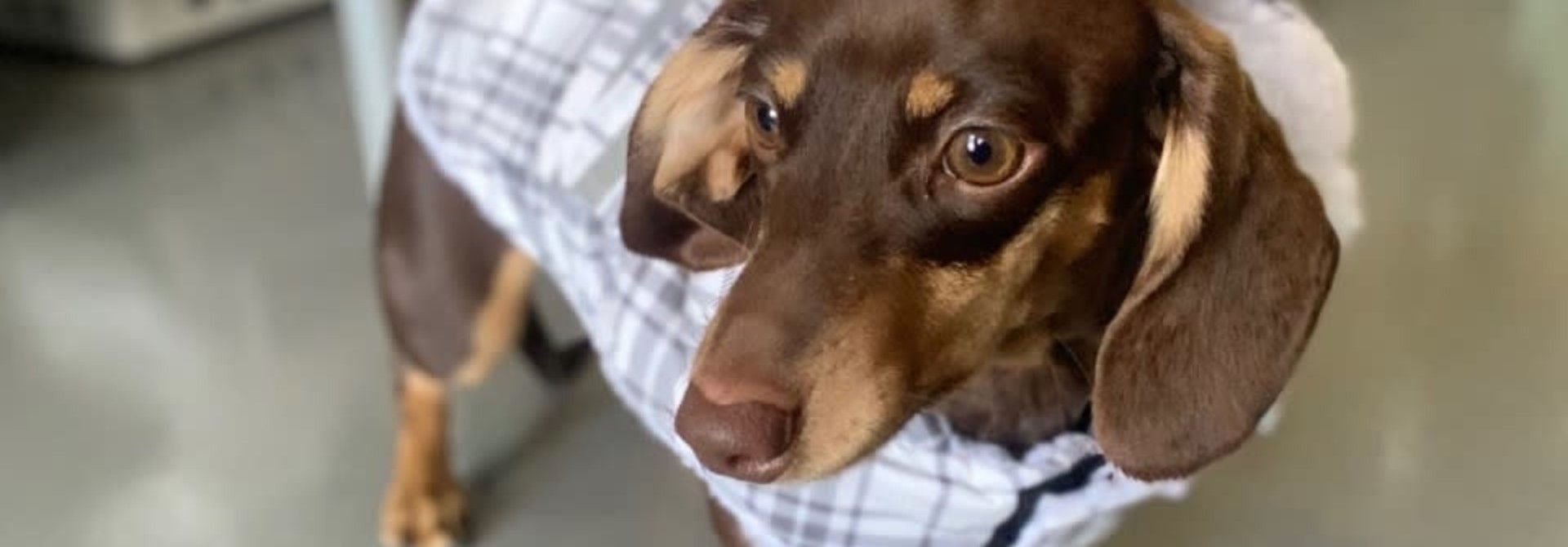 Doggie-Q White Plaid