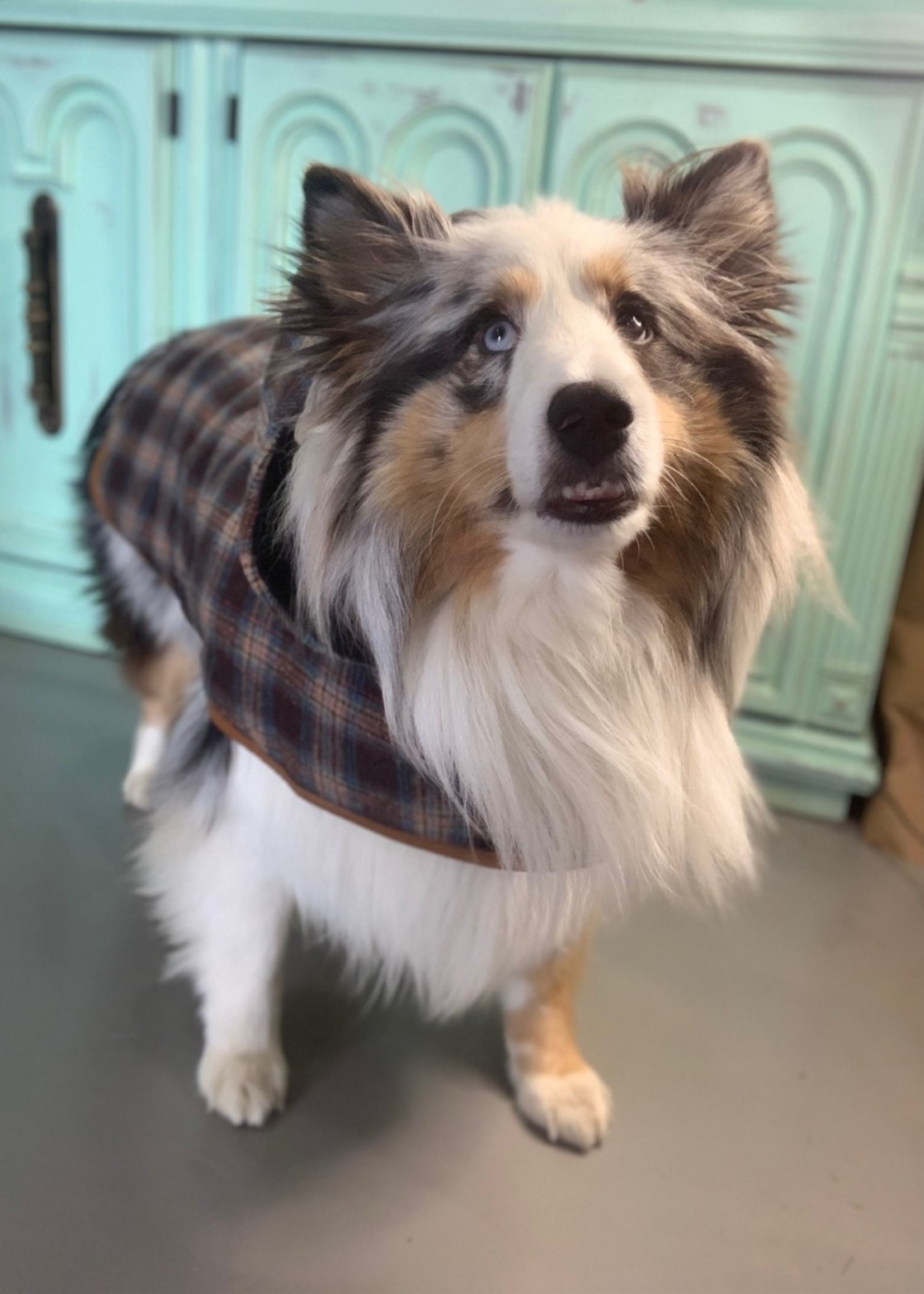 Doggie-Q Grey Lumberjacket