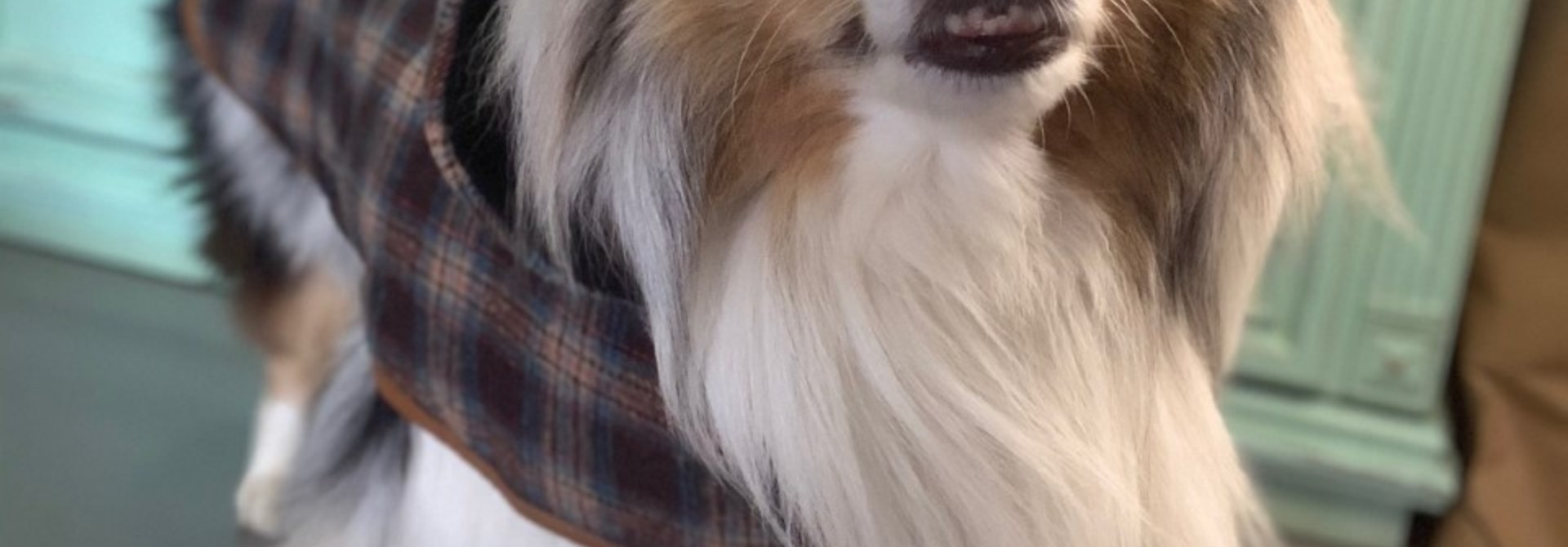 Doggie-Q Grey Lumberjacket